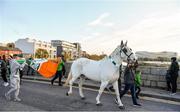 3 November 2019; Shamrock Rovers supporters lead Maggie the Horse across Ringsend Bridge along the traditional route to Aviva Stadium before the extra.ie FAI Cup Final between Dundalk and Shamrock Rovers at the Aviva Stadium in Dublin. Photo by Seb Daly/Sportsfile