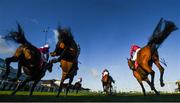 17 November 2019; Runners and riders clear the last on their first time round during the Liam & Valerie Brennan Memorial Florida Pearl Novice Steeplechase at Punchestown Racecourse in Naas, Kildare. Photo by David Fitzgerald/Sportsfile