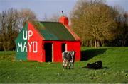 2 March 2019; Mayo cows in a field outside Castlebar showing their support ahead of the Allianz Football League Division 1 Round 5 match between Mayo and Galway at Elverys MacHale Park in Castlebar, Mayo. Photo by Piaras Ó Mídheach/Sportsfile