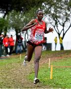 8 December 2019; Yasmin Can of Turkey competing in the Senior Women's event during the European Cross Country Championships 2019 at Bela Vista Park in Lisbon, Portugal. Photo by Sam Barnes/Sportsfile