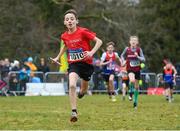 8 February 2020; Finn Duignan of St Cronans AC, Clare, leads his team home to win the boys under-12 relay at the Irish Life Health National Intermediate, Master, Juvenile B & Relays Cross Country at Avondale in Rathdrum, Co Wicklow. Photo by Matt Browne/Sportsfile