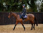 18 February 2020; Tiger Roll, with Katie Young up, during a visit to Gordon Elliott's yard in Longwood, Co. Meath. Photo by Harry Murphy/Sportsfile