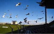 1 March 2020; Seagulls flock from the stand after the Allianz Football League Division 1 Round 5 match between Meath and Galway at Páirc Tailteann in Navan, Meath. Photo by Daire Brennan/Sportsfile