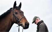 9 March 2020; Chacun Pour Soi on the gallops ahead of the Cheltenham Racing Festival at Prestbury Park in Cheltenham, England. Photo by David Fitzgerald/Sportsfile