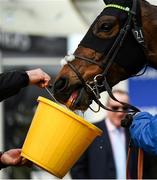 11 March 2020; Dame De Compagnie takes a drink after winning the Coral Cup Handicap Hurdle on Day Two of the Cheltenham Racing Festival at Prestbury Park in Cheltenham, England. Photo by Harry Murphy/Sportsfile