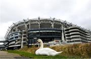 13 March 2020; A swan sits on a canal bank outside Croke Park Stadium. Following directives from the Irish Government and the Department of Health the majority of the country's sporting associations have suspended all activity until March 29, in an effort to contain the spread of the Coronavirus (COVID-19). Photo by Ramsey Cardy/Sportsfile