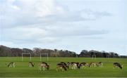 13 March 2020; Fallow deer are seen grazing on the public pitches in the Phoenix Park in Dublin. Following directives from the Irish Government and the Department of Health the majority of the country's sporting associations have suspended all activity until March 29, in an effort to contain the spread of the Coronavirus (COVID-19). Photo by Brendan Moran/Sportsfile