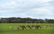 13 March 2020; Fallow deer are seen grazing on the public pitches in the Phoenix Park in Dublin. Following directives from the Irish Government and the Department of Health the majority of the country's sporting associations have suspended all activity until March 29, in an effort to contain the spread of the Coronavirus (COVID-19). Photo by Brendan Moran/Sportsfile