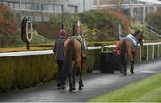 17 March 2020; A general view of horses in the parade ring with no spectators during the race meeting at Down Royal in Lisburn, Co Down. Photo by Oliver McVeigh/Sportsfile