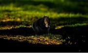 22 March 2020; An Irish grey squirrel is seen during a round of golf by members of Craddockstown Golf Club in Kildare. Following directives from the Irish Government and the Department of Health the majority of the country's sporting associations have suspended all activity until March 29, in an effort to contain the spread of the Coronavirus (COVID-19) Photo by Brendan Moran/Sportsfile