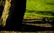 22 March 2020; An Irish grey squirrel is seen during a round of golf by members of Craddockstown Golf Club in Kildare. Following directives from the Irish Government and the Department of Health the majority of the country's sporting associations have suspended all activity until March 29, in an effort to contain the spread of the Coronavirus (COVID-19) Photo by Brendan Moran/Sportsfile