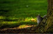 22 March 2020; An Irish grey squirrel is seen during a round of golf by members of Craddockstown Golf Club in Kildare. Following directives from the Irish Government and the Department of Health the majority of the country's sporting associations have suspended all activity until March 29, in an effort to contain the spread of the Coronavirus (COVID-19) Photo by Brendan Moran/Sportsfile