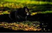 22 March 2020; An Irish grey squirrel is seen during a round of golf by members of Craddockstown Golf Club in Kildare. Following directives from the Irish Government and the Department of Health the majority of the country's sporting associations have suspended all activity until March 29, in an effort to contain the spread of the Coronavirus (COVID-19) Photo by Brendan Moran/Sportsfile