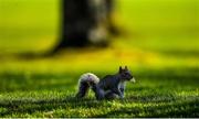 22 March 2020; An Irish grey squirrel is seen during a round of golf by members of Craddockstown Golf Club in Kildare. Following directives from the Irish Government and the Department of Health the majority of the country's sporting associations have suspended all activity until March 29, in an effort to contain the spread of the Coronavirus (COVID-19) Photo by Brendan Moran/Sportsfile