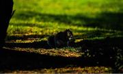 22 March 2020; An Irish grey squirrel is seen during a round of golf by members of Craddockstown Golf Club in Kildare. Following directives from the Irish Government and the Department of Health the majority of the country's sporting associations have suspended all activity until March 29, in an effort to contain the spread of the Coronavirus (COVID-19) Photo by Brendan Moran/Sportsfile