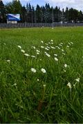 10 May 2020; A general view of daisies growing on the pitch at Avantcard Páirc Seán MacDiarmada on the afternoon of the Connacht GAA Football Senior Championship Quarter-Final match between Leitrim and Mayo at Avantcard Páirc Seán MacDiarmada in Carrick-on-Shannon, Leitrim. This weekend, May 9 and 10, was due to be the first weekend of games in Ireland of the GAA All-Ireland Senior Championship, beginning with provincial matches, which have been postponed following directives from the Irish Government and the Department of Health in an effort to contain the spread of the Coronavirus (COVID-19). The GAA have stated that no inter-county games will take place before October 2020. Photo by Piaras Ó Mídheach/Sportsfile