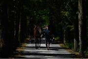 4 June 2020; Workrider Dessie Cummins leads a string of horses at the yard of horse racing trainer Kevin Prendergast in Firarstown in Kildare. Horse racing is due to return to Ireland behind closed doors on June 8, after racing was suspended in an effort to contain the spread of the Coronavirus (COVID-19) pandemic. Photo by Harry Murphy/Sportsfile