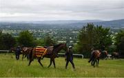 7 June 2020; Work Rider Trevor Whelan with Winner Takes It All in the field after the gallops during a Joseph O'Brien Yard Visit at Owning Hill in Kilkenny. Horse racing is due to return to Ireland behind closed doors on June 8, after racing was suspended in an effort to contain the spread of the Coronavirus (COVID-19) pandemic. Photo by Harry Murphy/Sportsfile