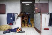 7 June 2020; Tara Armstrong prepares Mr Mooj during a Joseph O'Brien Yard Visit at Owning Hill in Kilkenny. Horse racing is due to return to Ireland behind closed doors on June 8, after racing was suspended in an effort to contain the spread of the Coronavirus (COVID-19) pandemic. Photo by Harry Murphy/Sportsfile