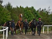 7 June 2020; Horses return from the gallops during a Joseph O'Brien Yard Visit at Owning Hill in Kilkenny. Horse racing is due to return to Ireland behind closed doors on June 8, after racing was suspended in an effort to contain the spread of the Coronavirus (COVID-19) pandemic. Photo by Harry Murphy/Sportsfile