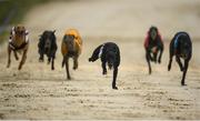 18 June 2020; Emmadoiraoin, centre, on the way to winning The Let's Keep Racing @ The Show Grounds 525 at Enniscorthy Greyhound Stadium in Wexford. Greyhound racing across the Republic of Ireland returned, on 18 June, as restrictions on sporting events are relaxed during the Coronavirus (COVID-19) pandemic. Photo by Stephen McCarthy/Sportsfile