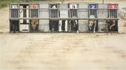 18 June 2020; A view of the start of The Loch Graman Five-2-Five A2 Stakes at Enniscorthy Greyhound Stadium in Wexford. Greyhound racing across the Republic of Ireland returned, on 18 June, as restrictions on sporting events are relaxed during the Coronavirus (COVID-19) pandemic. Photo by Stephen McCarthy/Sportsfile