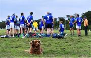 30 June 2020; St Sylvester's supporter Mollie the dog looks on as St Sylvester's players speak at half-time of the Junior B Hurling Challenge game between St Sylvester's and St Patrick's Donabate at Malahide Castle Pitches in Dublin. Photo by Piaras Ó Mídheach/Sportsfile