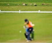 3 August 2020; A view of cattle in the distance during the Women's Super Series match between Typhoons and Scorchers at Oak Hill Cricket Ground in Kilbride, Wicklow. Photo by Seb Daly/Sportsfile