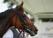 12 September 2020; Magical in the winners enclosure after winning the Irish Champion Stakes during day one of The Longines Irish Champions Weekend at Leopardstown Racecourse in Dublin. Photo by Seb Daly/Sportsfile