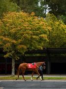 16 September 2020; One Smart Cookie in the pre-parade ring prior to the CorkRacecourse.ie Nursery Handicap at Cork Racecourse in Mallow. Photo by Seb Daly/Sportsfile