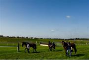 17 September 2020; Horses are lead to the parade ring prior to the Kilmeaden Handicap Steeplechase at Tramore Racecourse in Waterford. Photo by Harry Murphy/Sportsfile