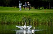 23 September 2020; Swans are seen in a lake as Jeff Winther of Denmark passes by during his practice round ahead of the Dubai Duty Free Irish Open Golf Championship at Galgorm Spa & Golf Resort in Ballymena, Antrim. Photo by Brendan Moran/Sportsfile