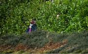 17 October 2020; A local supporter attempts to get a view of the game through bushes during the Allianz Football League Division 1 Round 6 match between Monaghan and Kerry at Grattan Park in Inniskeen, Monaghan. Photo by Brendan Moran/Sportsfile