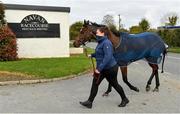 22 October 2020; Tiger Roll is led into the racecourse by Mary Nugent prior to racing in the Flower Hill Maiden at Navan Racecourse in Meath. Photo by Harry Murphy/Sportsfile