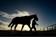 27 December 2020; Coltor, trained by Dermot Weld, makes it's way to the pre-parade ring prior to the Paddy Power 'Only 4 More Days Until 2021' 3-Y-O Maiden Hurdle on day two of the Leopardstown Christmas Festival at Leopardstown Racecourse in Dublin. Photo by Seb Daly/Sportsfile