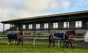 1 January 2021; Garm Colombe, right, and Tipperary Dexter are led to the pre-parade ring in front of the empty grandstand prior to the David Flynn Construction Maiden Hurdle at Tramore Racecourse in Waterford. Photo by Seb Daly/Sportsfile