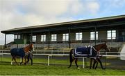 1 January 2021; Garm Colombe, right, and Tipperary Dexter are led to the pre-parade ring in front of the empty grandstand prior to the David Flynn Construction Maiden Hurdle at Tramore Racecourse in Waterford. Photo by Seb Daly/Sportsfile