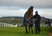 1 January 2021; Iknownothing is led to the pre-parade ring prior to the David Flynn Construction Maiden Hurdle at Tramore Racecourse in Waterford. Photo by Seb Daly/Sportsfile