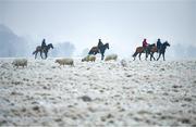 7 January 2021; A string of horses from the yard of racehorse trainer Willie McCreery make their way to the gallops at the Curragh, in Kildare. Photo by Seb Daly/Sportsfile