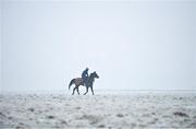 7 January 2021; A horse from the yard of racehorse trainer Willie McCreery makes its way to the gallops at the Curragh, in Kildare. Photo by Seb Daly/Sportsfile