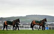7 February 2021; Horses from the yard of trainer Willie Mullins are led across the track on their way to the pre-parade ring prior to racing on day two of the Dublin Racing Festival at Leopardstown Racecourse in Dublin. Photo by Seb Daly/Sportsfile