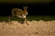 12 February 2021; A hare runs on to the track ahead of the Dundalkstadium.com Apprentice Handicap (Div 2) at Dundalk Racecourse in Louth. Photo by Harry Murphy/Sportsfile