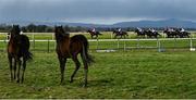 11 March 2021; Foals in a nearby field watch the Ballagh Flat Race at Thurles Racecourse in Tipperary. Photo by David Fitzgerald/Sportsfile