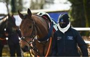 12 March 2021; Lalipour, a horse trainer by Mrs Denise Foster, is paraded by stablehand Anna Wafer prior to the Xenon handicap hurdle at Gowran Park in Kilkenny. Photo by David Fitzgerald/Sportsfile