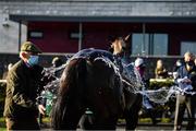 21 March 2021; Trainer Arthur Moore throws water over Fag An Bealach after winning the Randox Ulster National Handicap Steeplechase at Downpatrick Racecourse in Downpatrick. Photo by Harry Murphy/Sportsfile