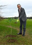 26 March 2021; To mark the launch of Phase 1 of the GAA Green Club Programme, the Easy Treesie – Crann Project (www.easytreesie.com) supported by Coillte (www.coillte.ie) and Trees on the Land (www.treesontheland.com) have agreed to provide GAA, Camogie and LGFA clubs with a generous allocation of native tree saplings, which due to current restrictions on access to Clubs will be distributed at the beginning of the next planting season in November. Coillte and Trees on the Land will donate and deliver approx. 50,000 native saplings to the project. To mark National Tree Week Uachtarán Cumann Luthchleas Gael, Larry McCarthy, planted a native oak, presented by Orla Farrell, Project lead of Easy Treesie. The planting took place on Fingal County Council land at Malahide Castle adjacent to the St Sylvester's GAA playing fields. Pictured is Uachtarán Chumann Lúthchleas Gael Larry McCarthy planting a native oak at Malahide Castle grounds in Dublin. Photo by Brendan Moran/Sportsfile