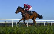 30 April 2021; Young Fitzy, with Liam Gilligan up, during the Avison Young Flat Race during day four of the Punchestown Festival at Punchestown Racecourse in Kildare. Photo by Harry Murphy/Sportsfile