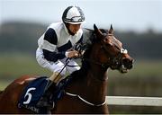 3 May 2021; No Speak Alexander, with Shane Foley up, go to post before winning the Coolmore Stud Circus Maximus Irish EBF Athasi Stakes at The Curragh Racecourse in Kildare. Photo by Harry Murphy/Sportsfile