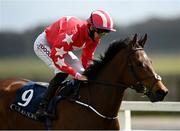 3 May 2021; Zaffy's Pride, with Tom Madden up, go to post before the Coolmore Stud Circus Maximus Irish EBF Athasi Stakes at The Curragh Racecourse in Kildare. Photo by Harry Murphy/Sportsfile