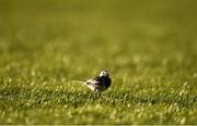 30 April 2021; A bird on the pitch during the SSE Airtricity League Premier Division match between Drogheda United and Sligo Rovers at United Park in Drogheda, Louth. Photo by Ben McShane/Sportsfile